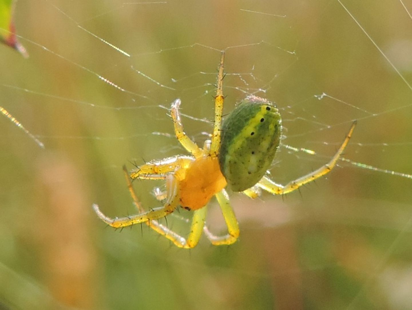 Araniella sp. - Salbertrand (TO)