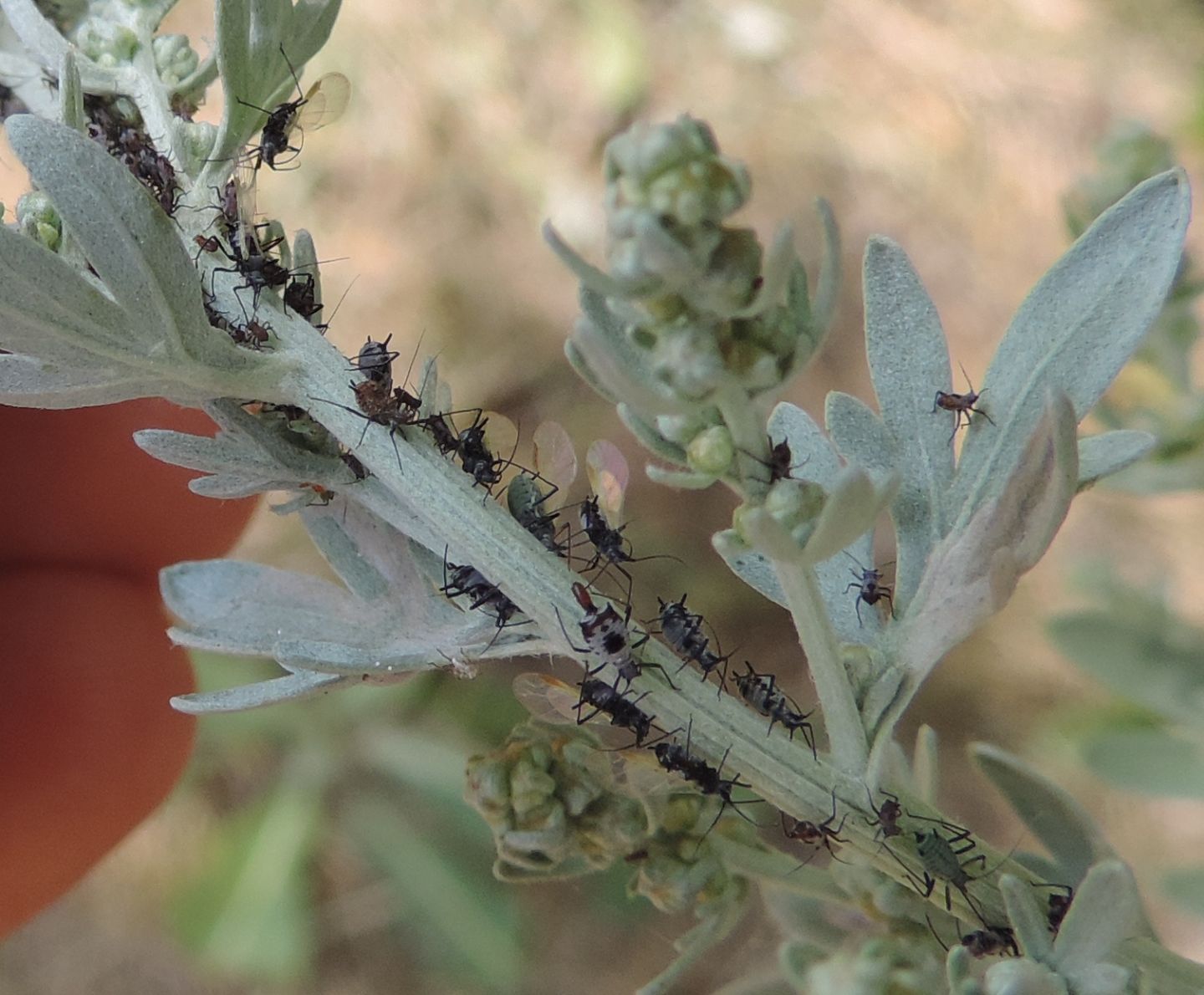 Afidi da identificare: Macrosiphoniella sp.