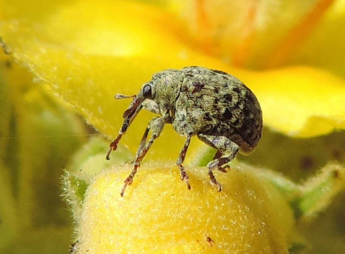 Curculionidae:  Cionus hortulanus? S !