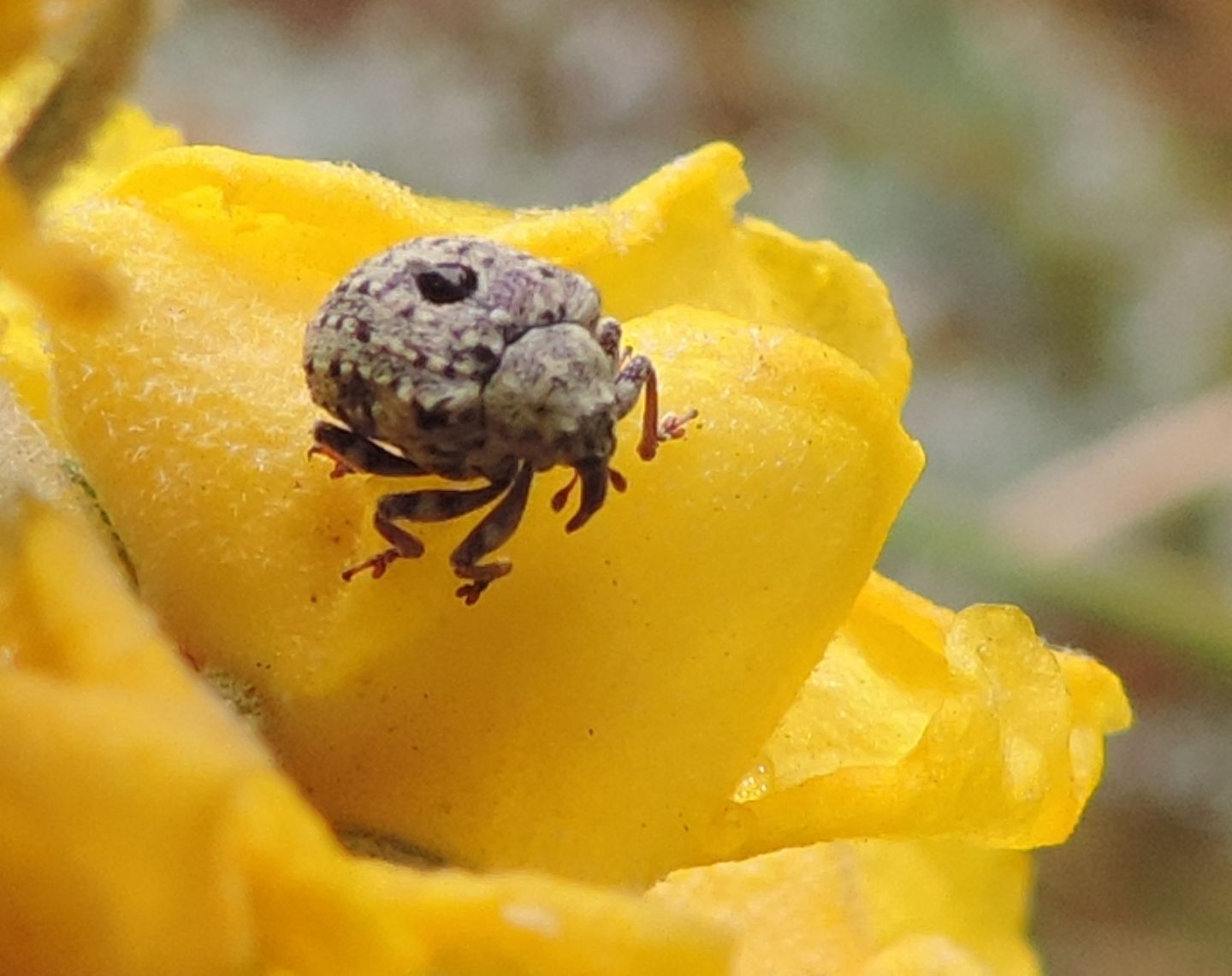 Curculionidae:  Cionus hortulanus? S !