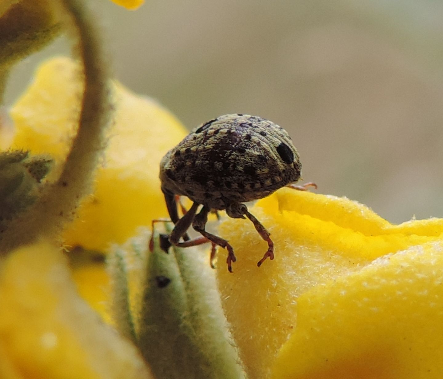 Curculionidae:  Cionus hortulanus? S !