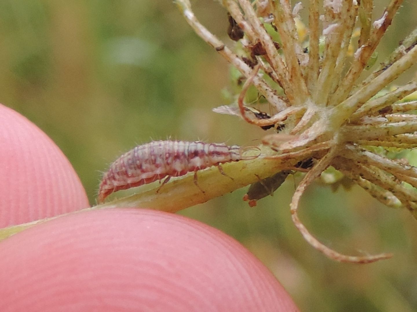 Larve di Chrysoperla sp.?     Sì  !