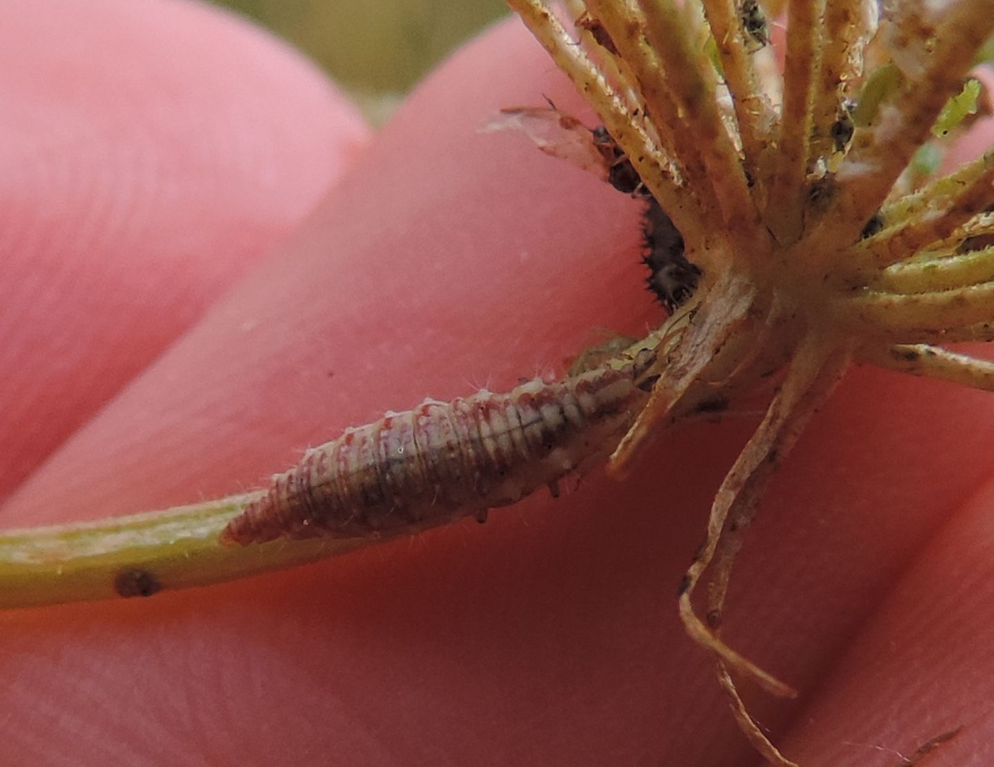 Larve di Chrysoperla sp.?     Sì  !