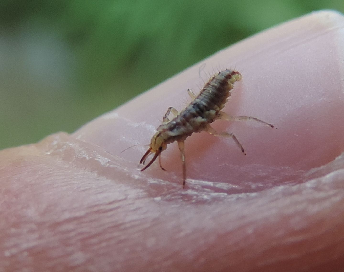 Larve di Chrysoperla sp.?     Sì  !