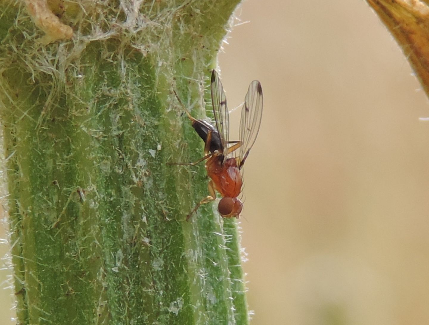 Piccolo dittero da identificare:  Geomyza cfr. venusta (Opomyzidae)