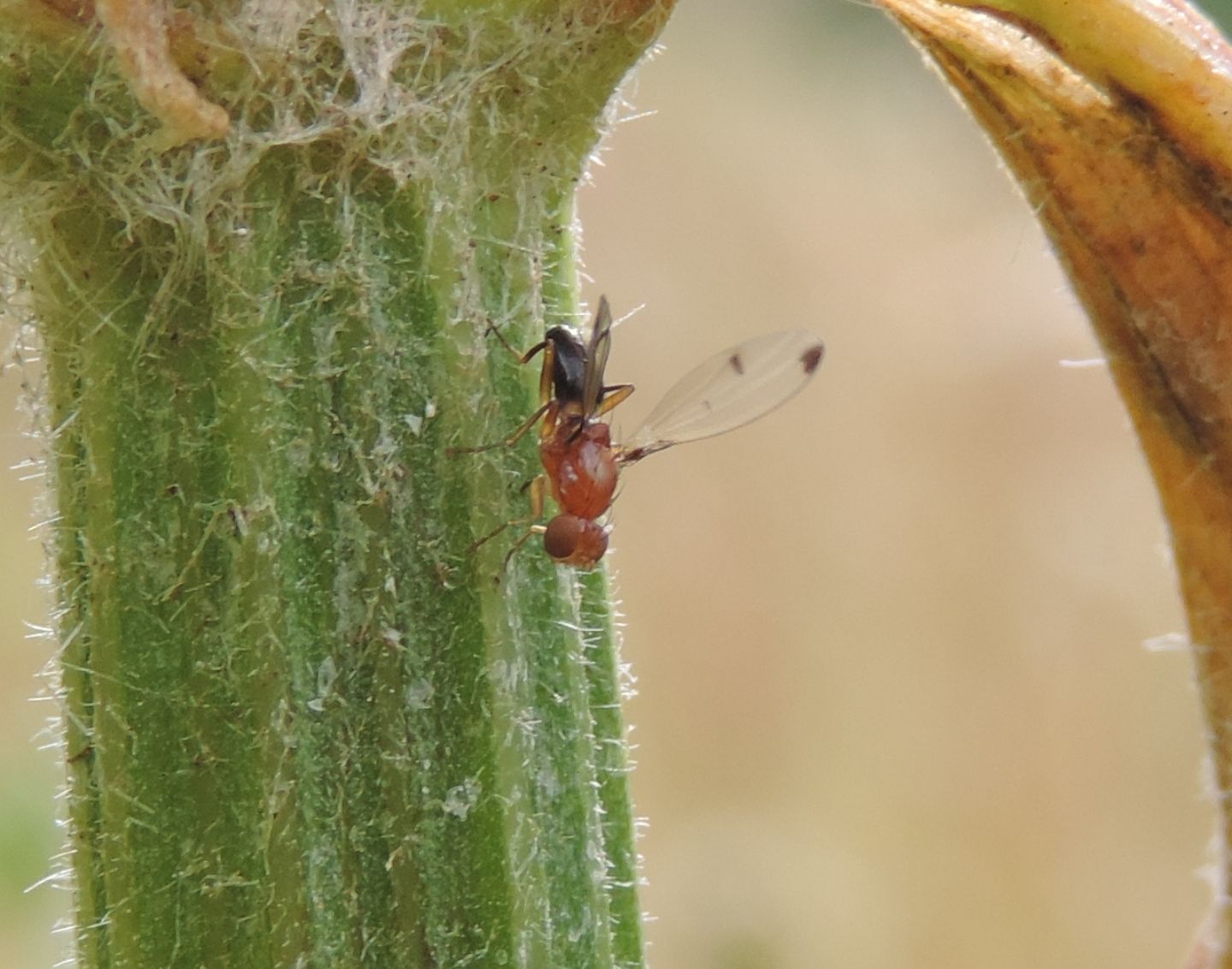 Piccolo dittero da identificare:  Geomyza cfr. venusta (Opomyzidae)