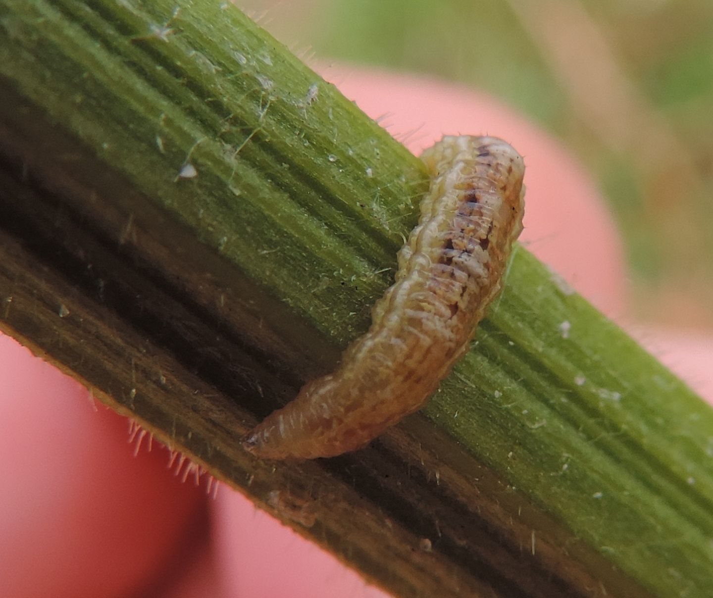 Larva di...?  ...di Syrphidae !