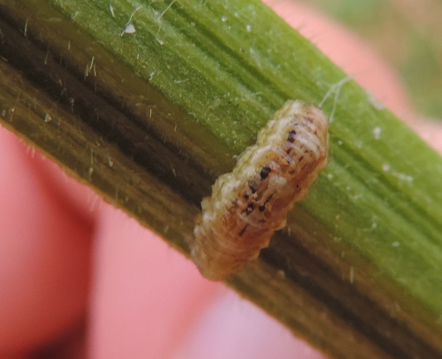 Larva di...?  ...di Syrphidae !
