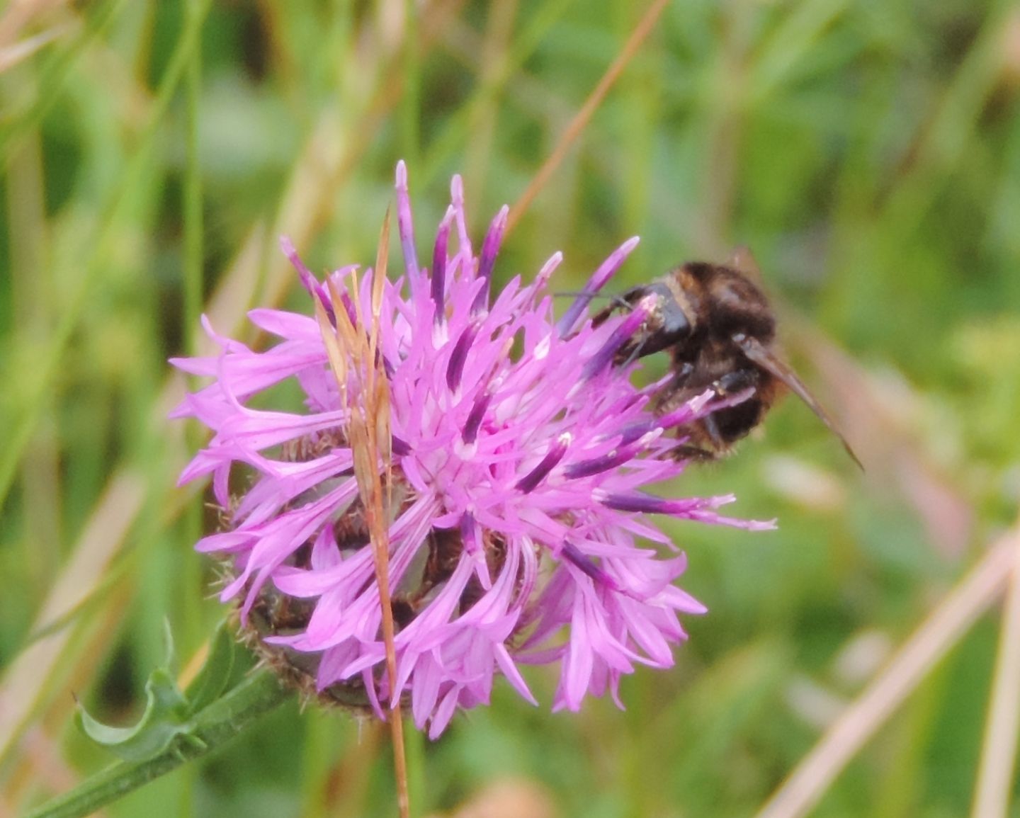 Imenottero grossino da identificare:  Bombus sp.