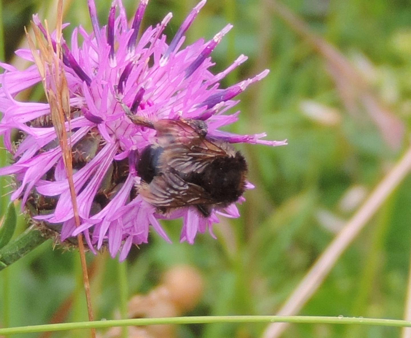 Imenottero grossino da identificare:  Bombus sp.