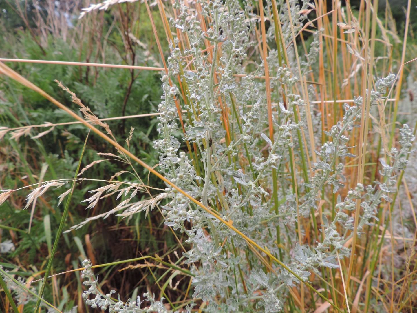 Arthemisia absinthium (Asteraceae)