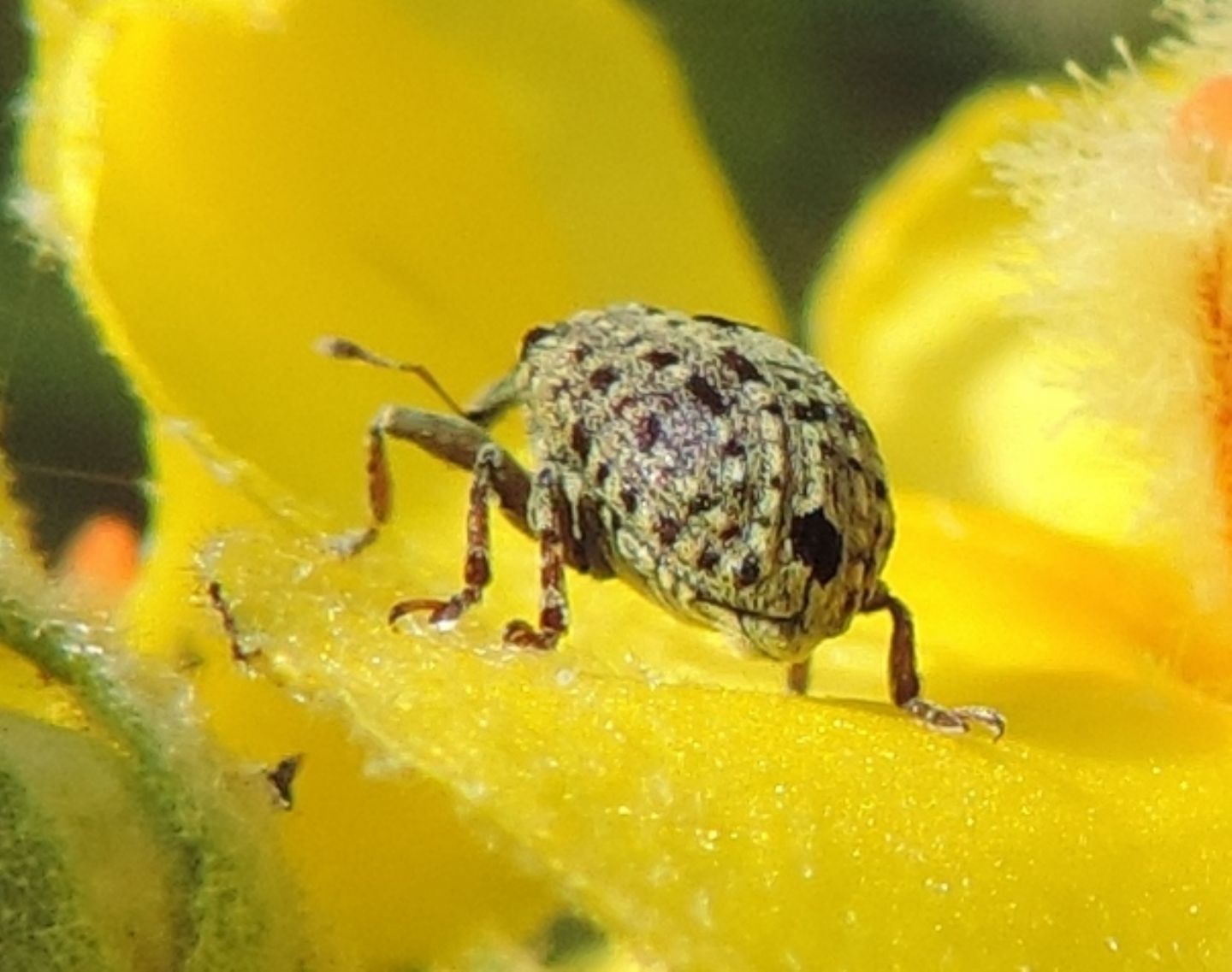 Curculionidae:  Cionus hortulanus? S !