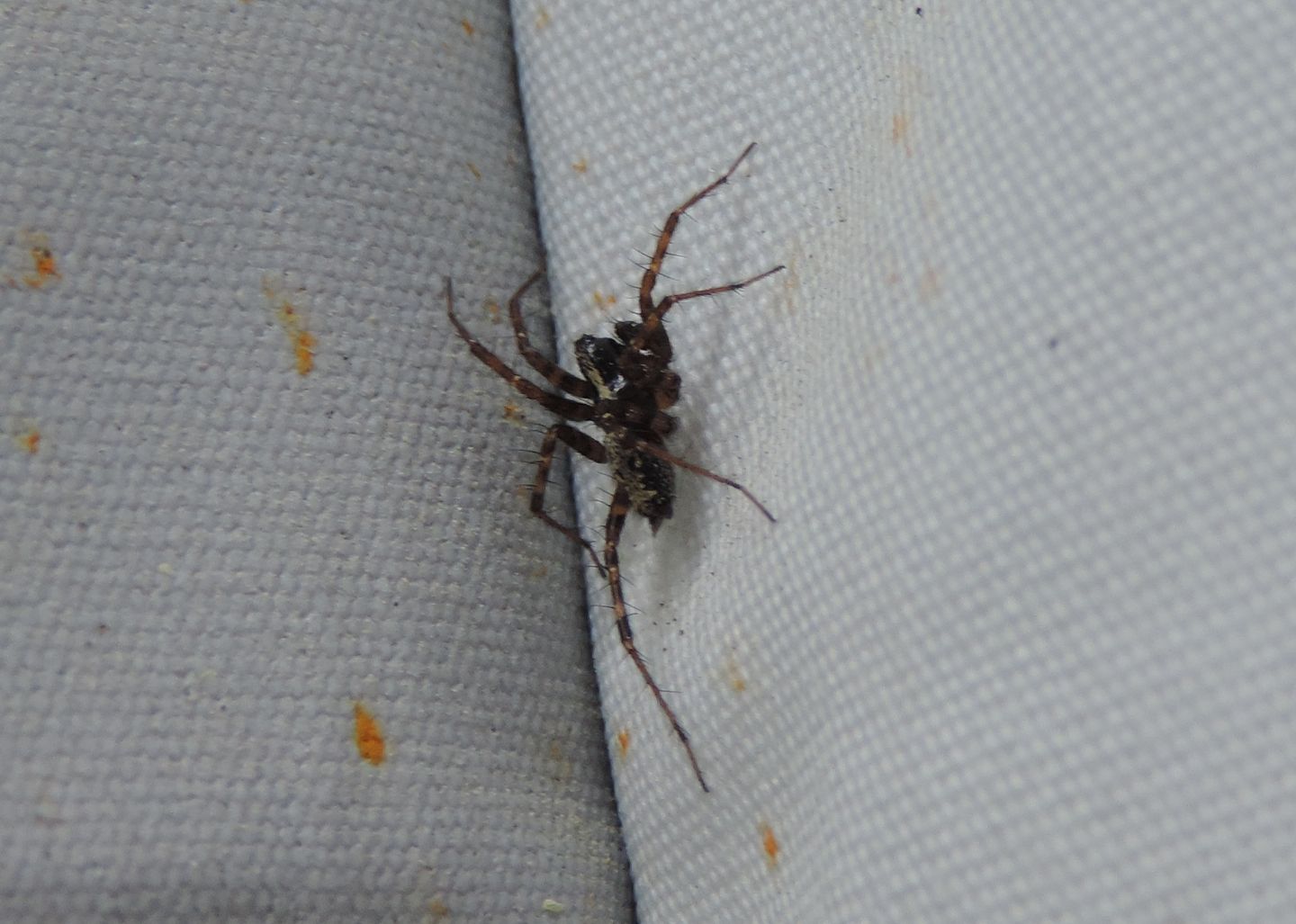 Textrix sp., maschio - Salbertrand (TO)
