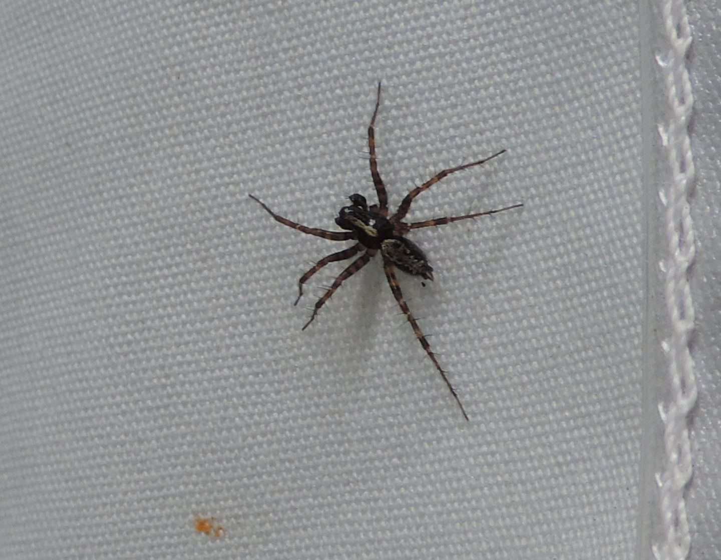 Textrix sp., maschio - Salbertrand (TO)