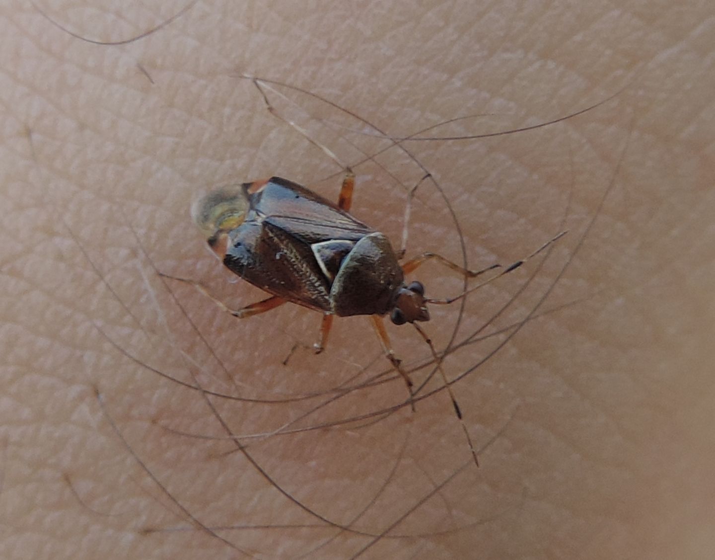 Miridae:  Deraeocoris flavilinea?  S, femmina !