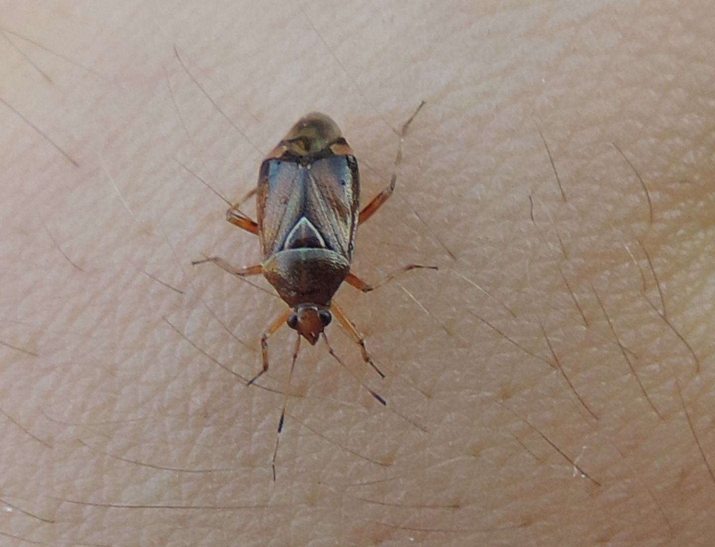 Miridae:  Deraeocoris flavilinea?  S, femmina !