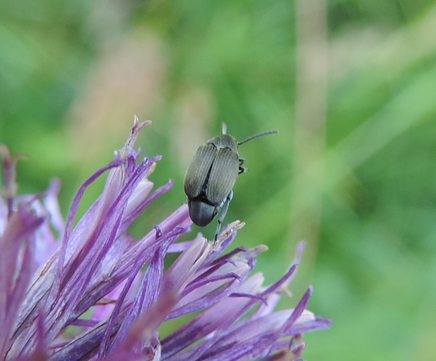 Bruchidius sp., Chrysomelidae Bruchinae