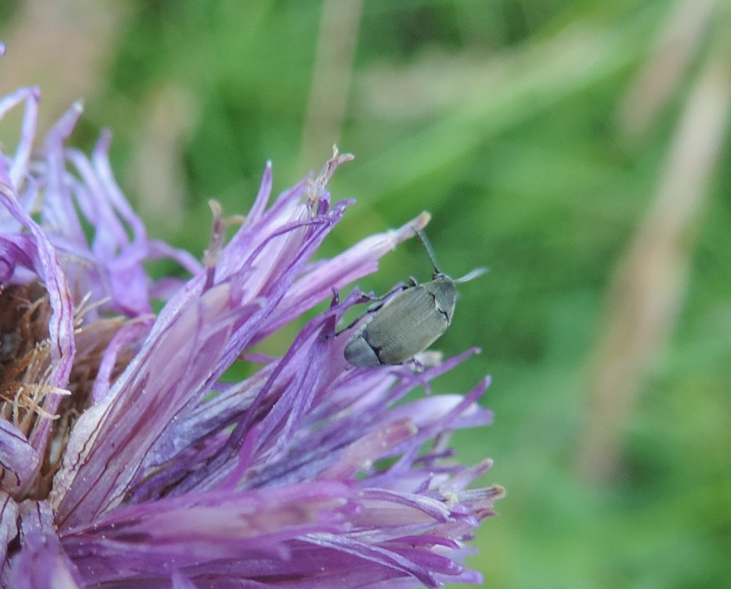 Bruchidius sp., Chrysomelidae Bruchinae