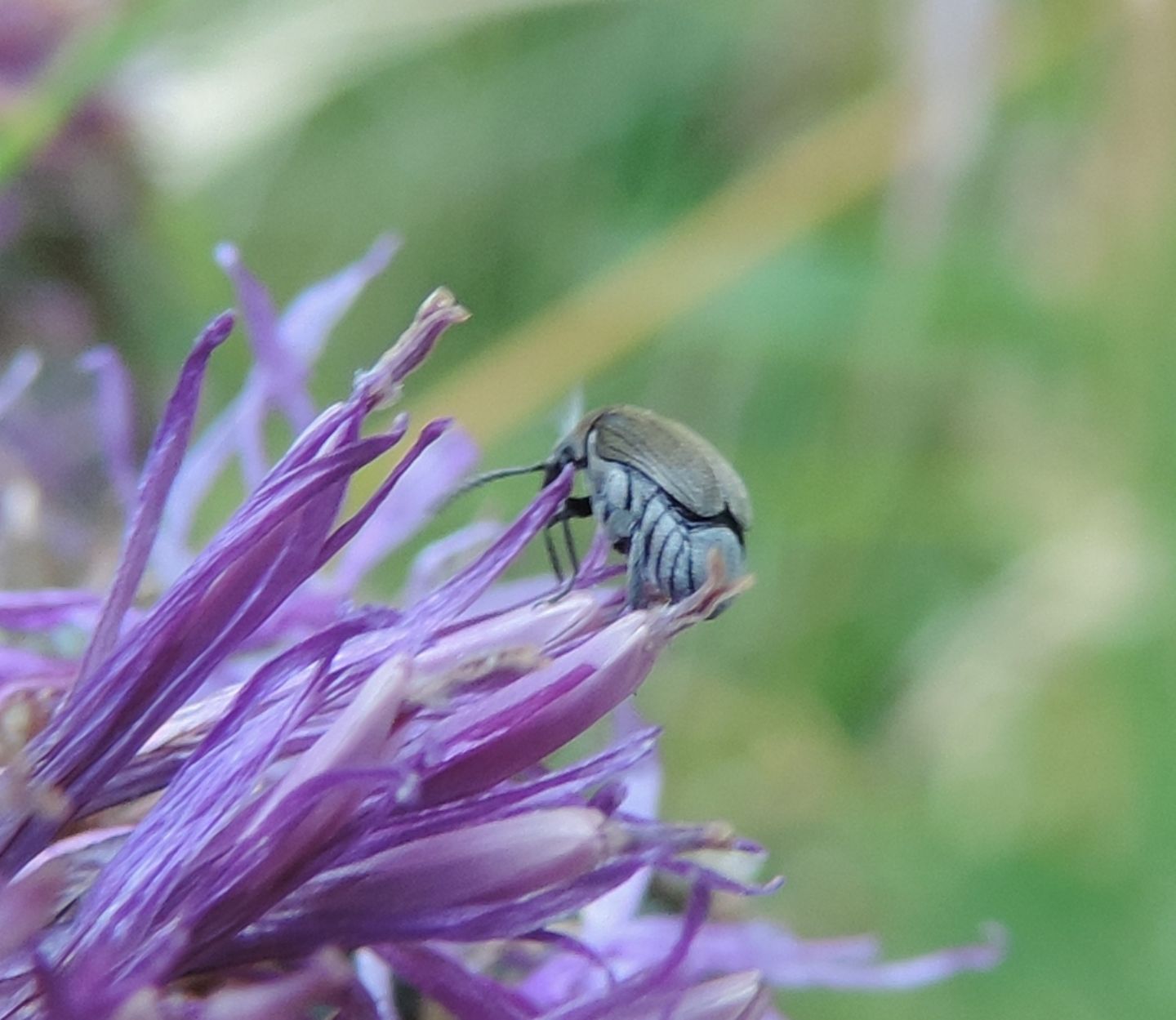 Bruchidius sp., Chrysomelidae Bruchinae