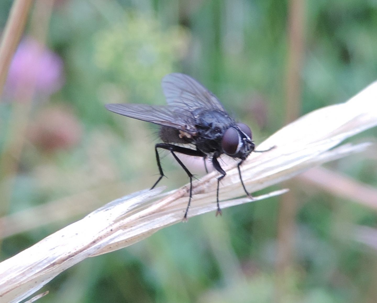 Muscidae: cfr. Helina sp.