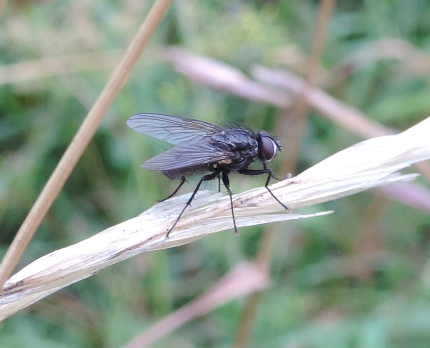 Muscidae: cfr. Helina sp.