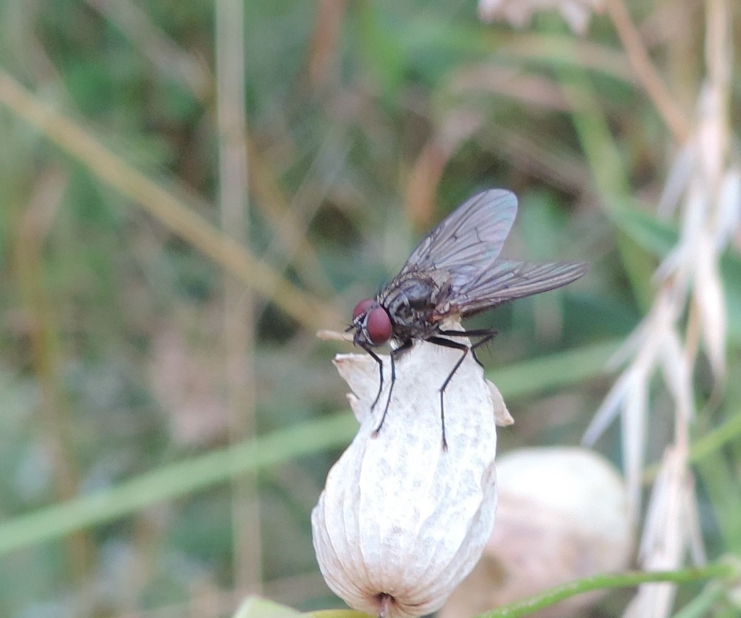 Muscidae:  Helina cfr. confinis