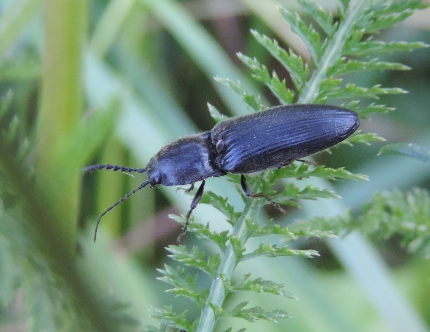 Elateridae:  Hemicrepidius hirtus?  S !