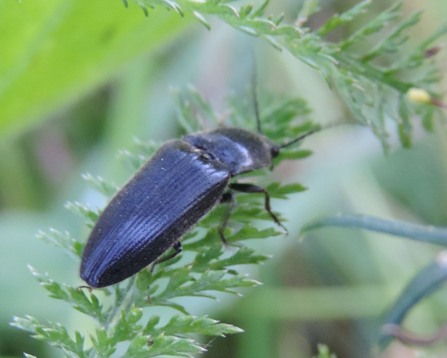 Elateridae:  Hemicrepidius hirtus?  S !