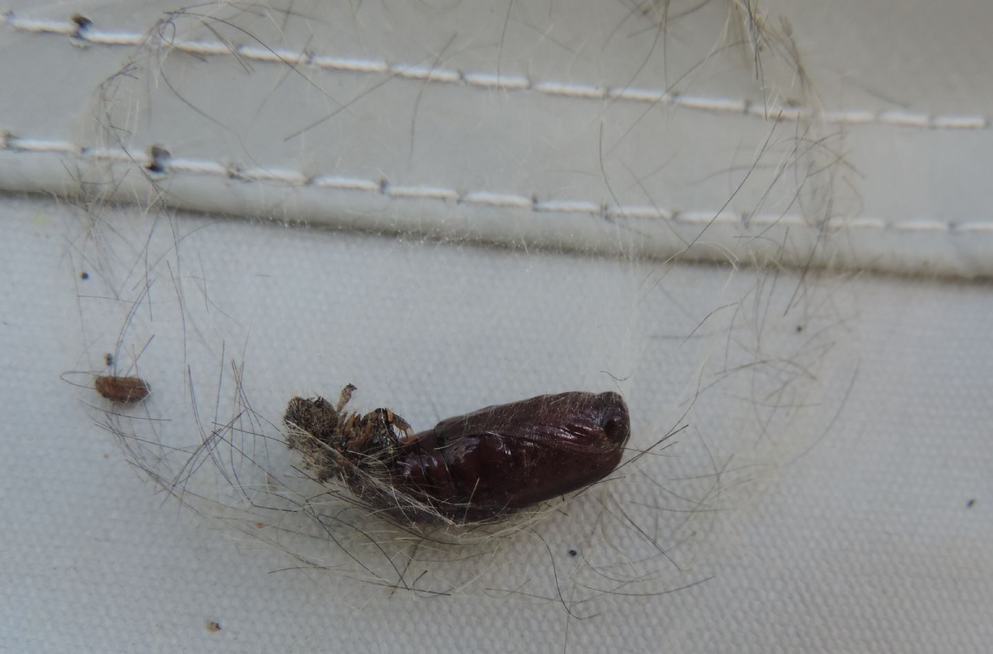 Pupa di...?