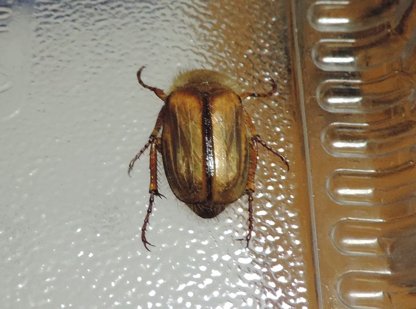 Melolonthidae: Amphimallon solstitialis (cfr.)