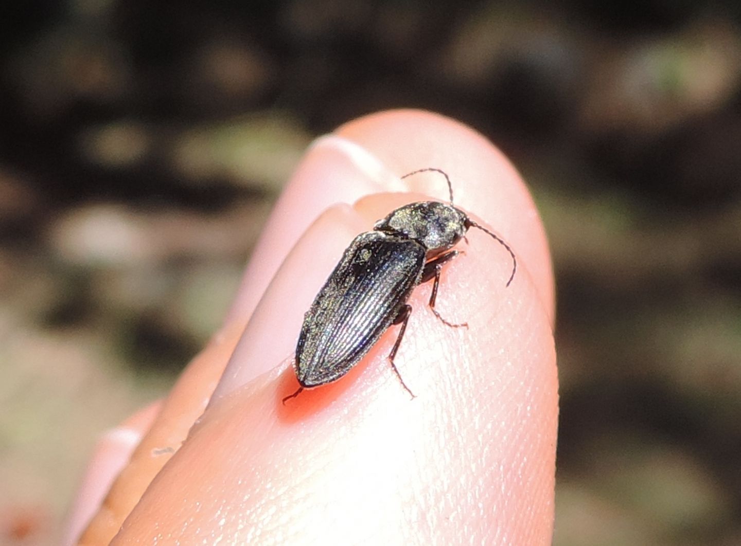 Elateridae, Cardiophorini, cfr. Dicronychus cinereus