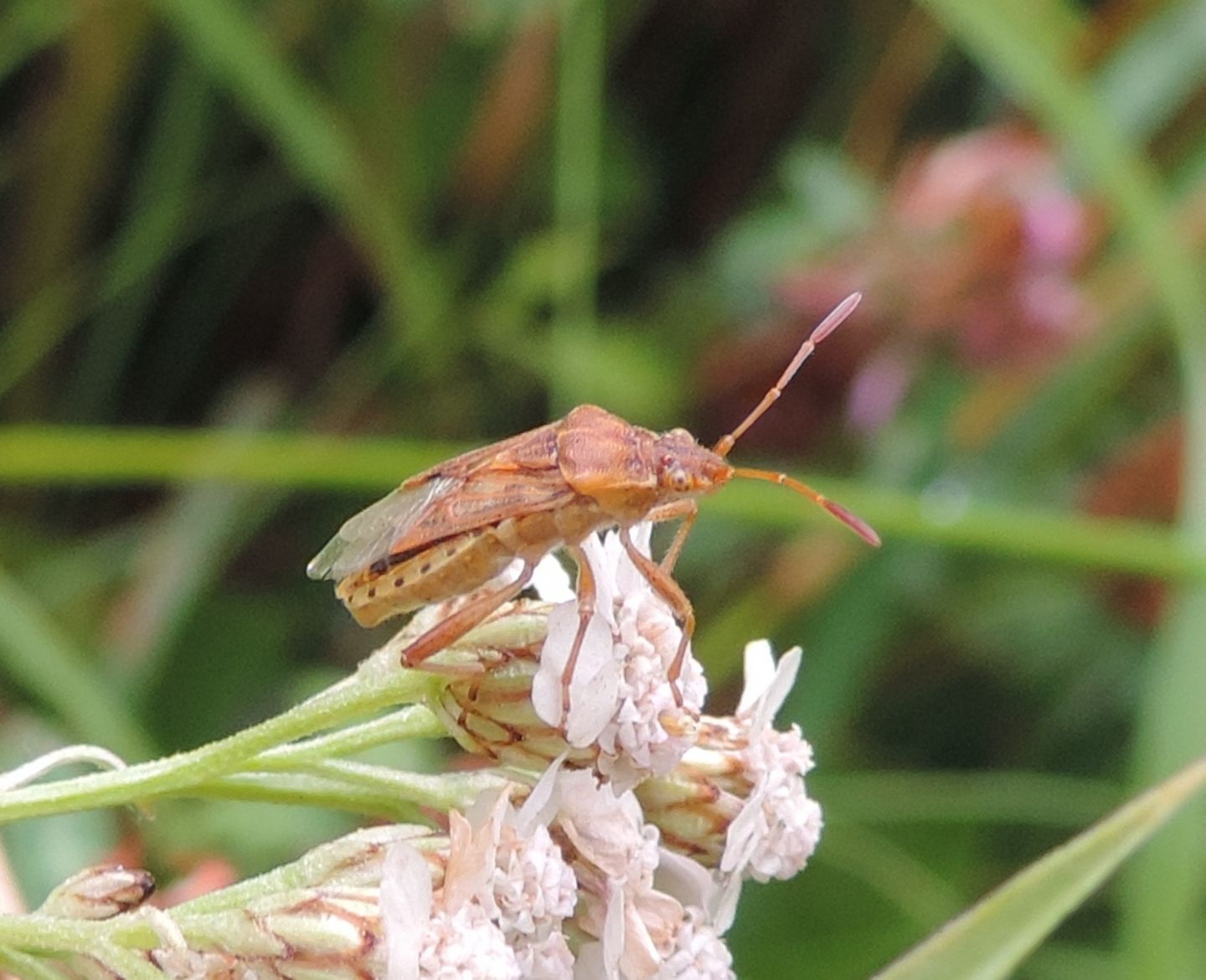 Miridae?   No,  Rhopalidae: cfr. Stictopleurus pictus, immaturo