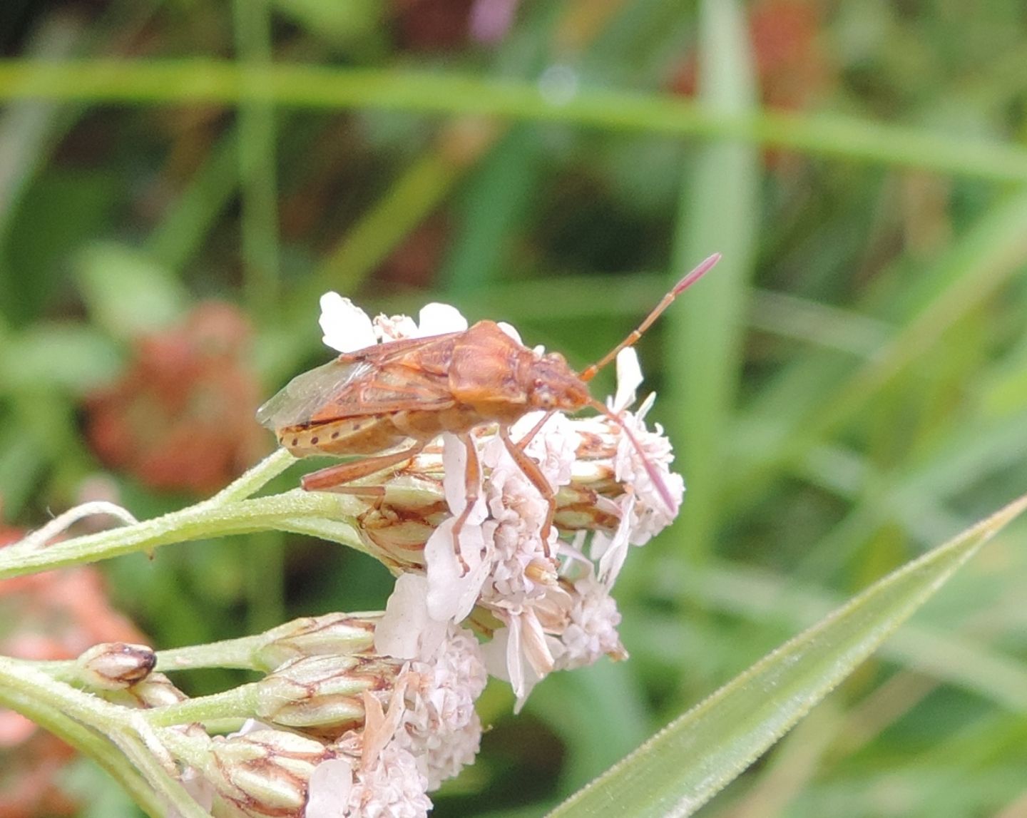 Miridae?   No,  Rhopalidae: cfr. Stictopleurus pictus, immaturo