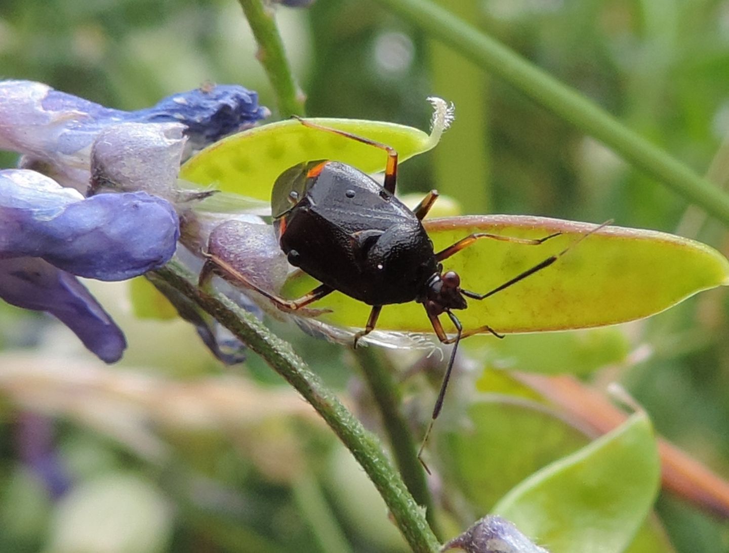 Miridae:  Deraeocoris ruber?  S !