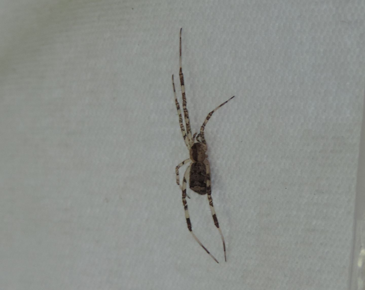 Episinus?  S, Episinus sp. - Salbertrand (TO)