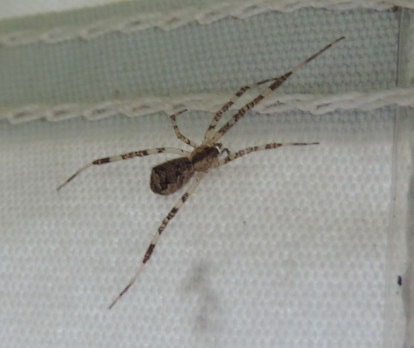 Episinus?  S, Episinus sp. - Salbertrand (TO)