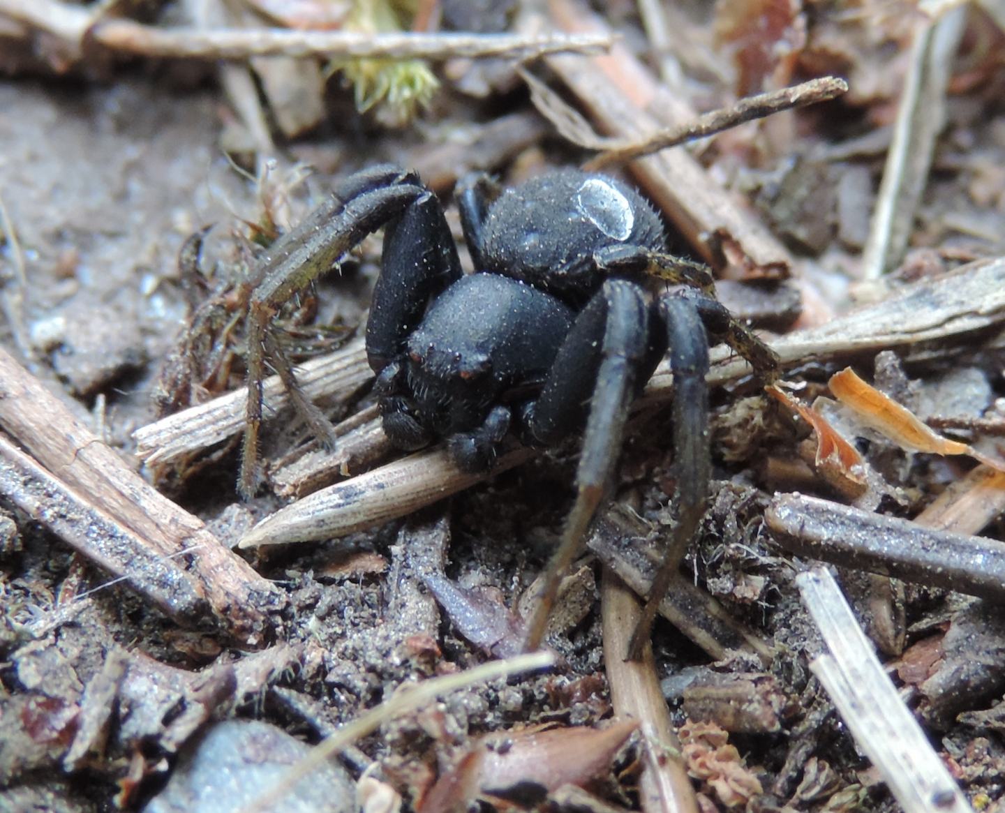 Maschio di Xysticus robustus - Salbertrand (TO)