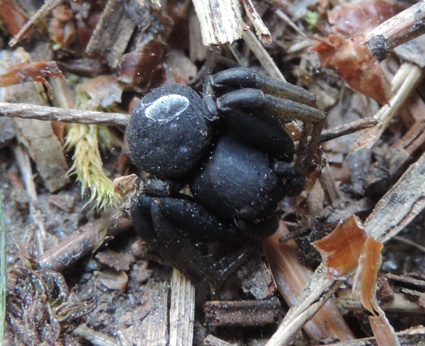 Maschio di Xysticus robustus - Salbertrand (TO)