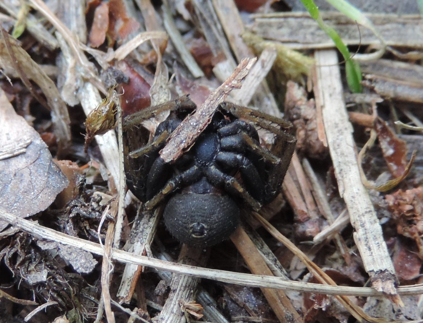 Maschio di Xysticus robustus - Salbertrand (TO)