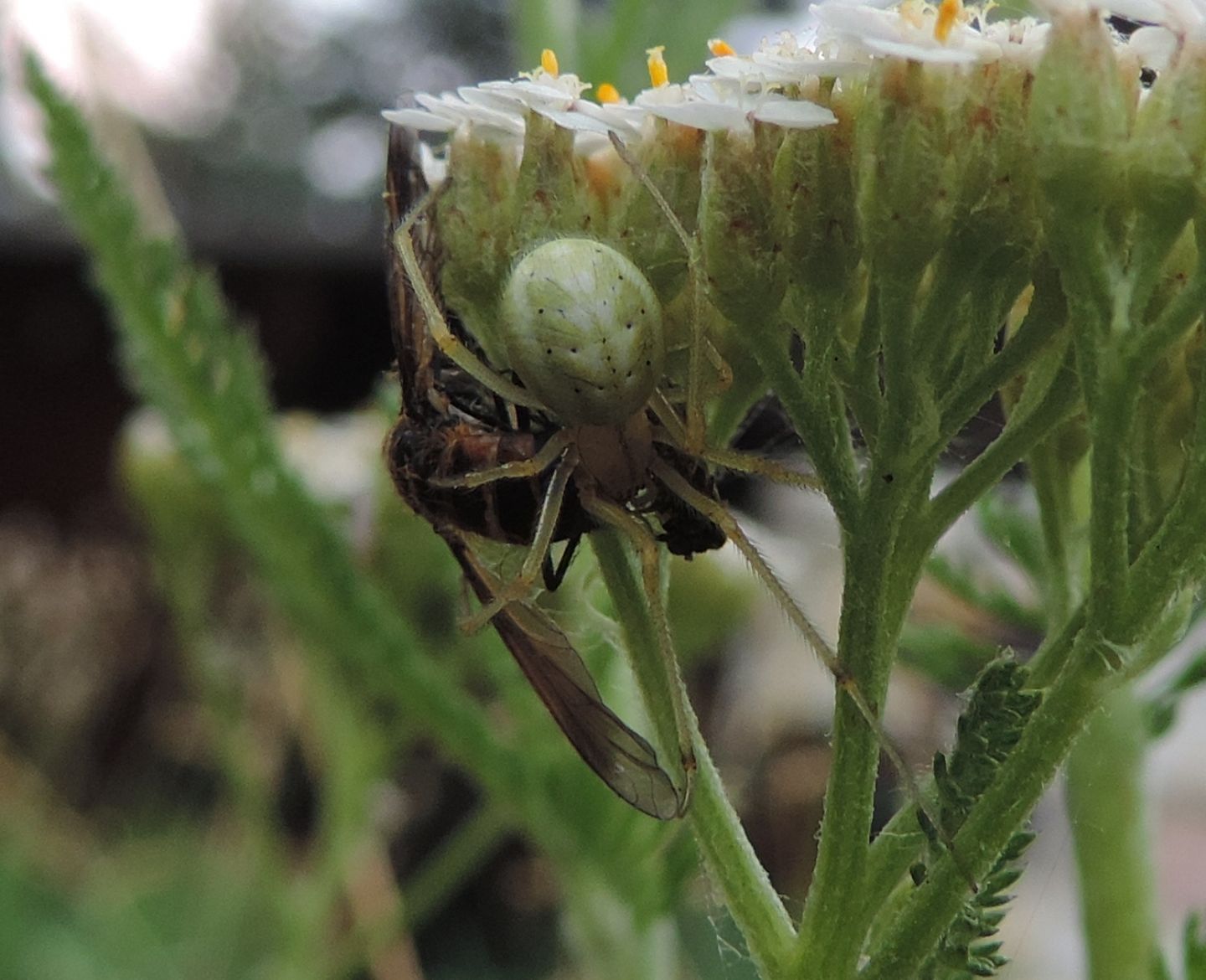 Araniella cucurbitina?  No, Theridiidae: Enoplagnatha ovata - Salbertrand (TO)