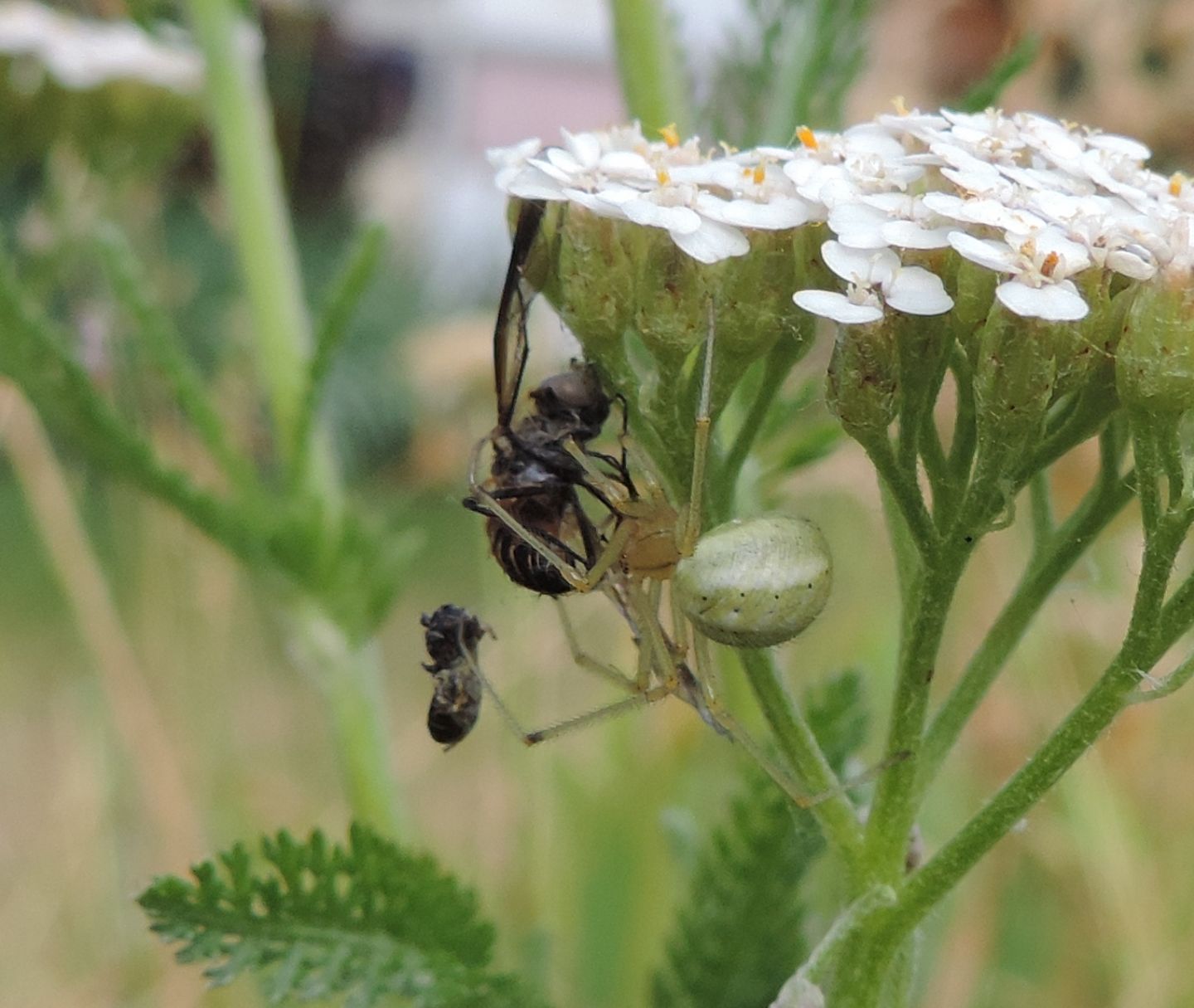 Araniella cucurbitina?  No, Theridiidae: Enoplagnatha ovata - Salbertrand (TO)