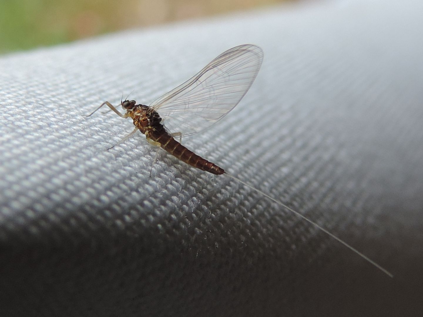 Baetidae - Baetis sp.