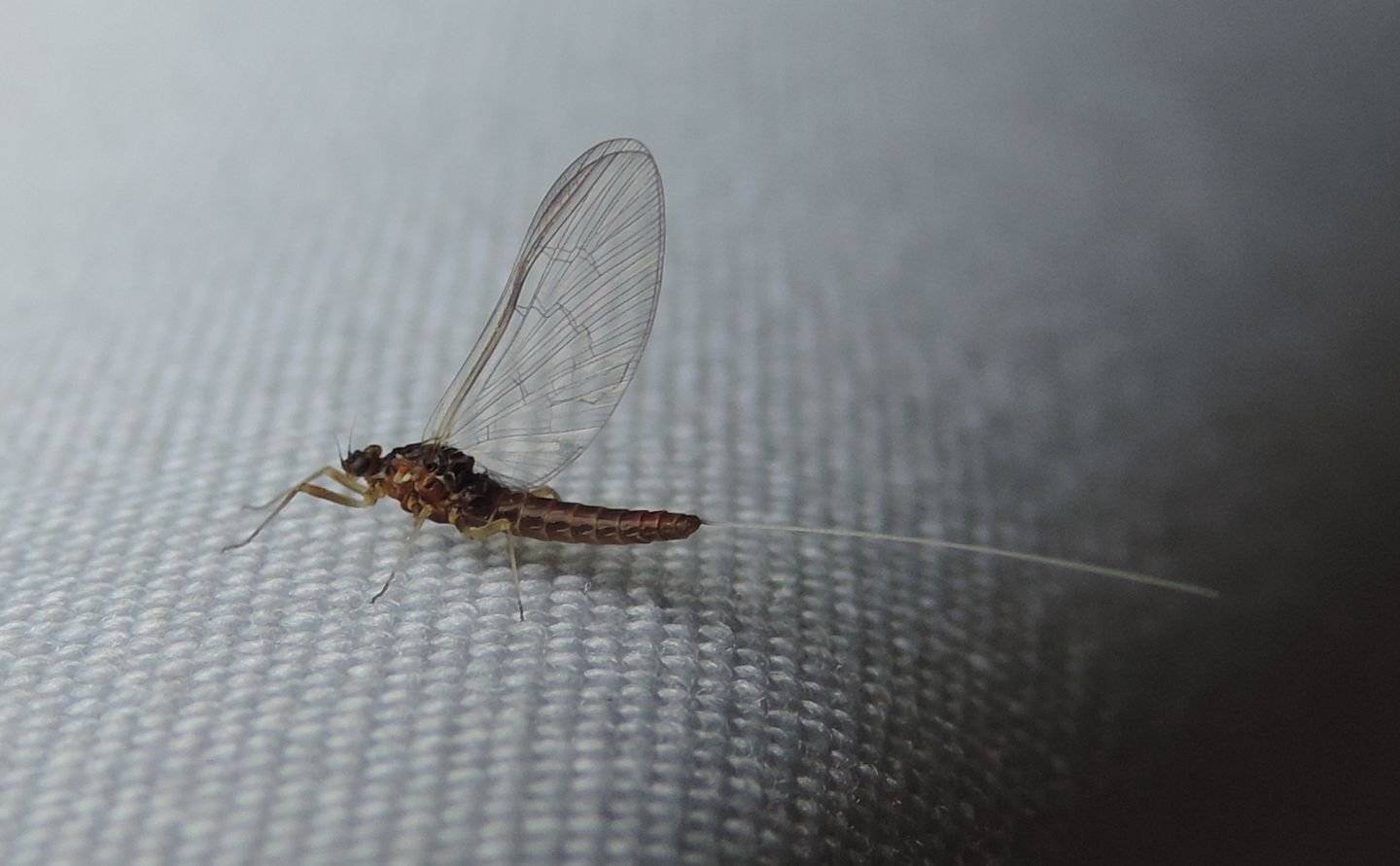 Baetidae - Baetis sp.