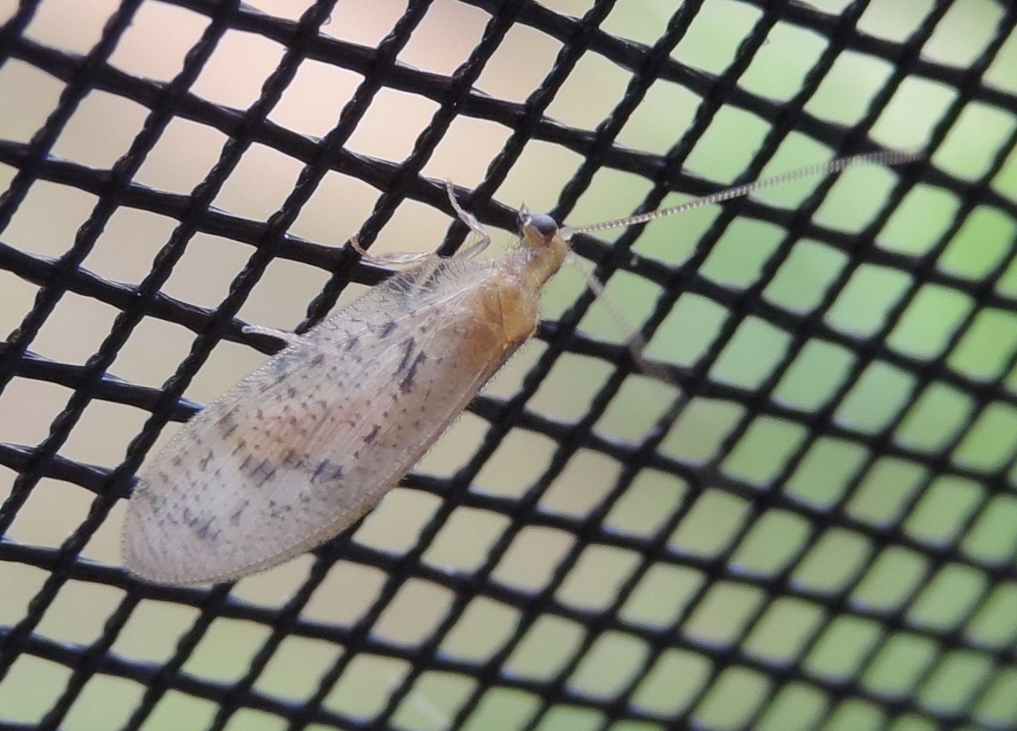 Wesmaelius concinnus? no, Hemerobius atrifrons