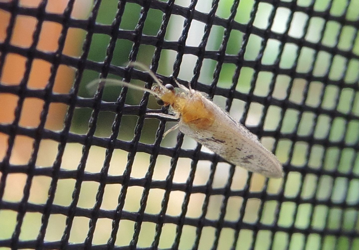 Wesmaelius concinnus? no, Hemerobius atrifrons