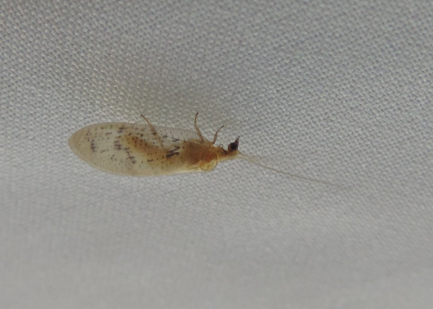 Wesmaelius concinnus? no, Hemerobius atrifrons