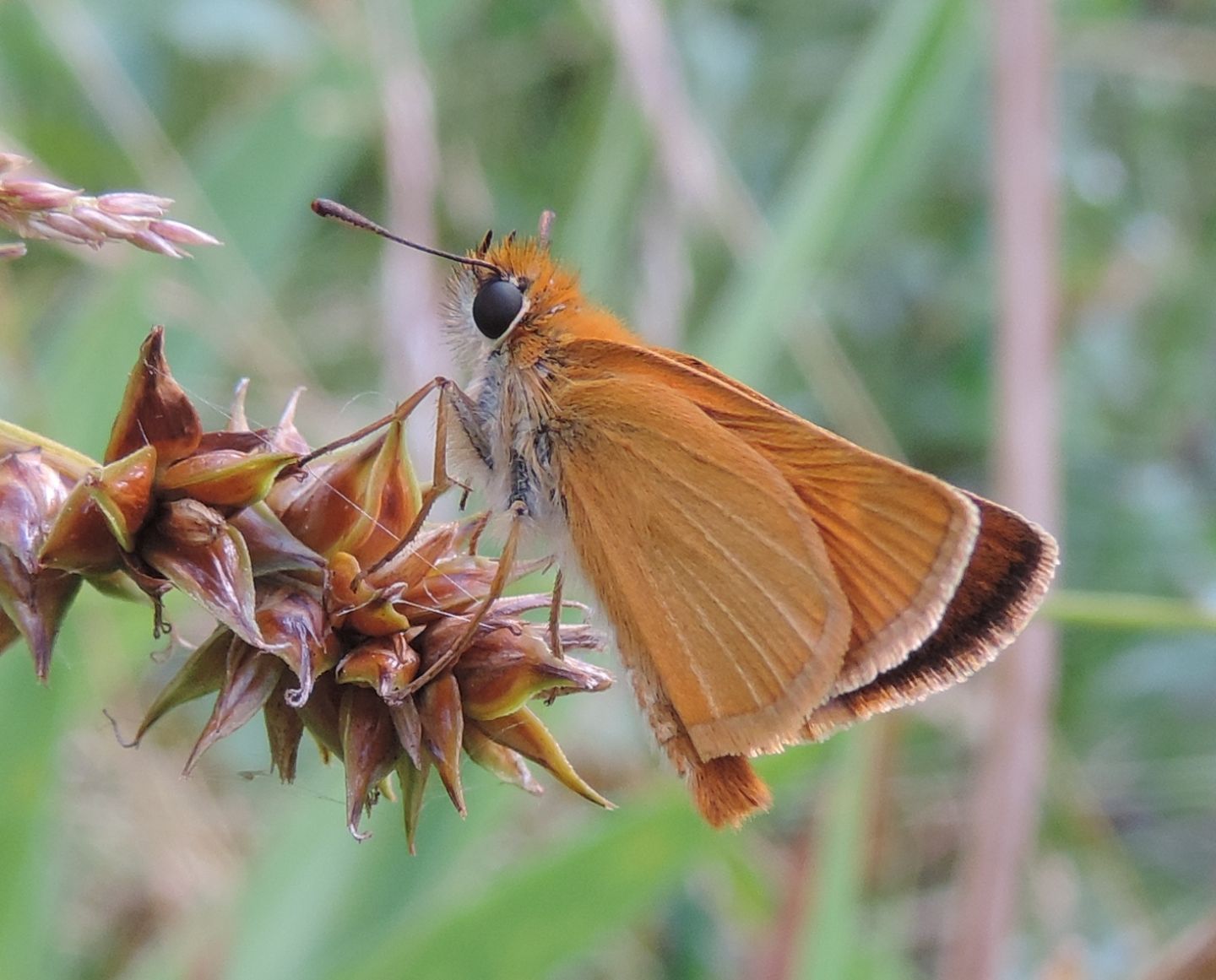 Thymelicus sylvestris? No, T. acteon