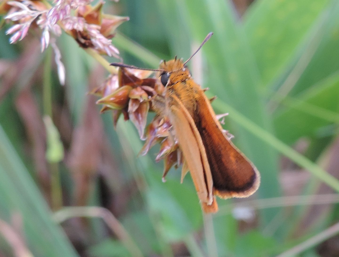 Thymelicus sylvestris? No, T. acteon