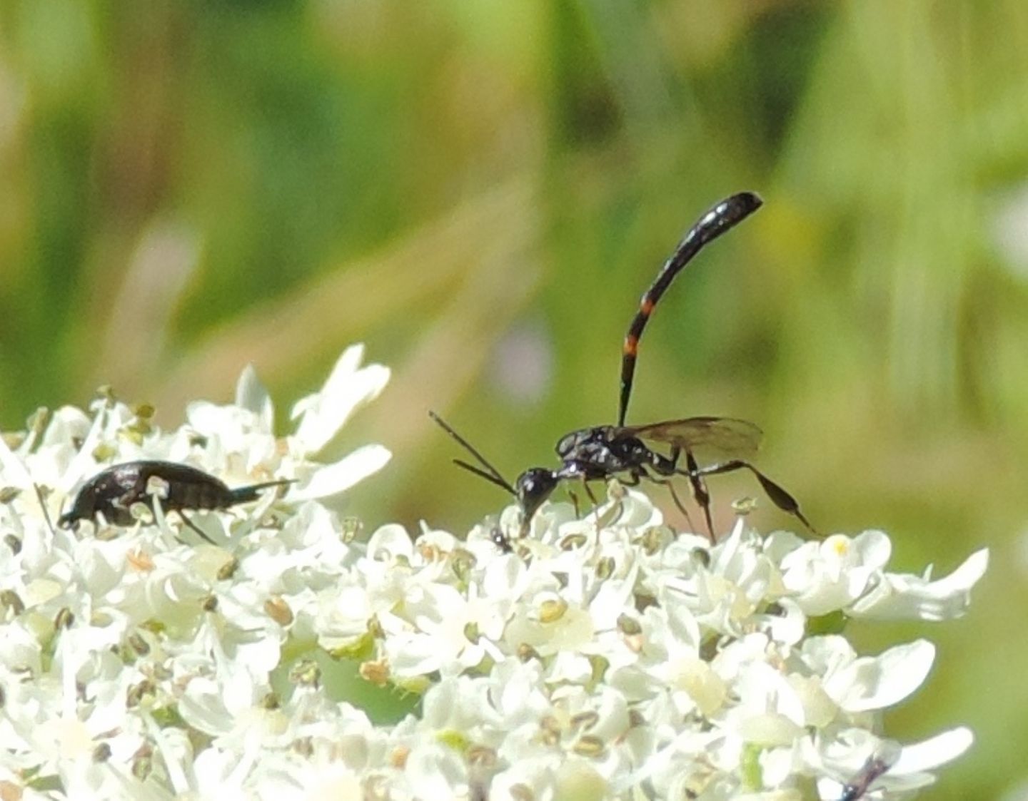 Gasteruption jaculator?....Gasteruption sp. (Gasteruptiidae)
