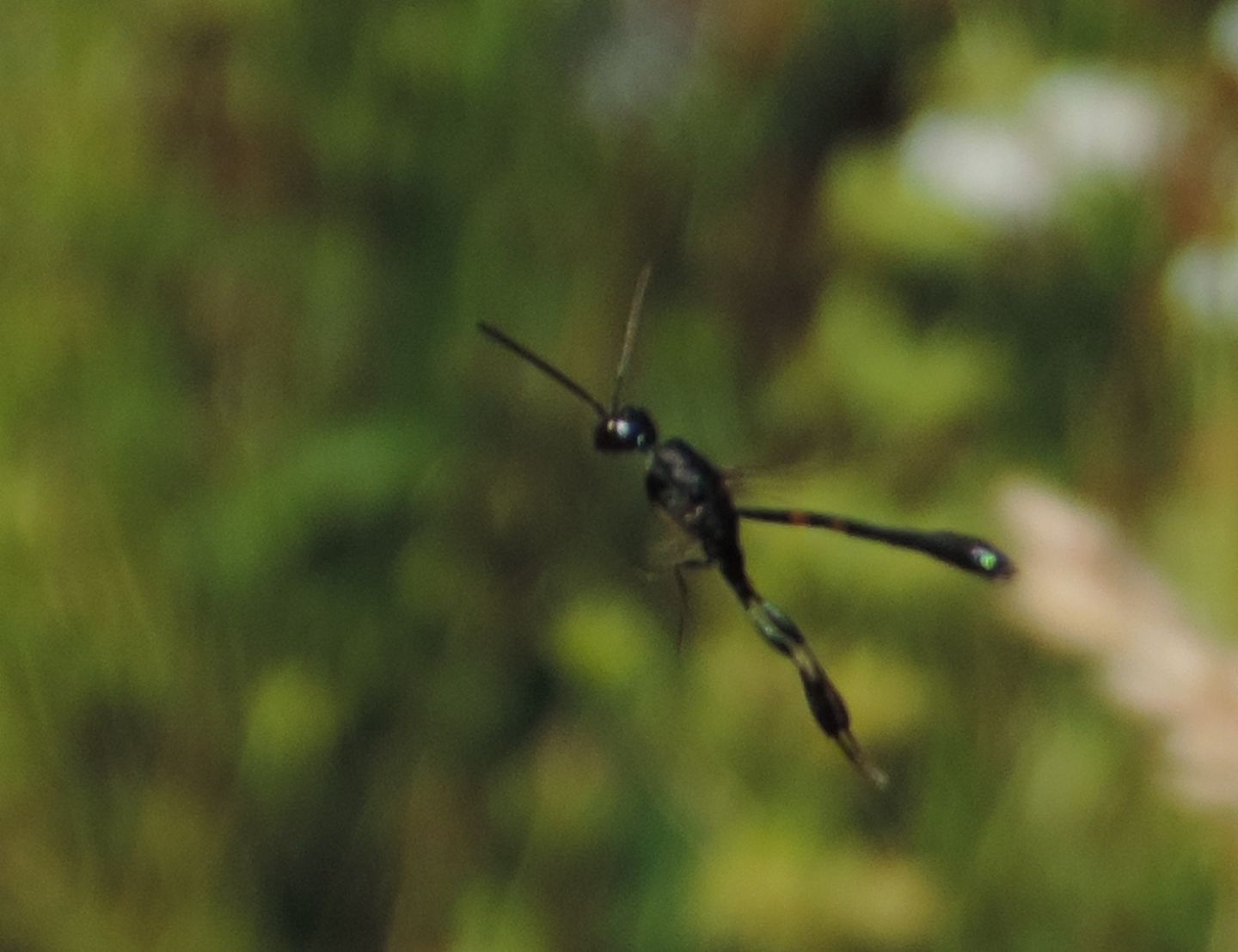 Gasteruption jaculator?....Gasteruption sp. (Gasteruptiidae)